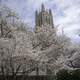 Blossoming Tree around Duke Chapel in Durham, North Carolina