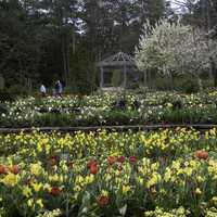 Flower terraces in Duke Gardens in Durham, North Carolina