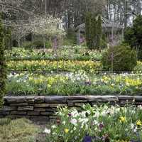 Flowers in Terraces in Duke University in Durham, North Carolina