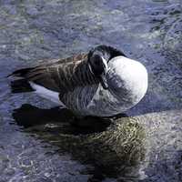 Canadian Goose Preening itself