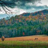 Autumn forest with Elk in the foreground in North Carolina