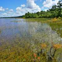 Lake Waccamaw State Park Wetlands