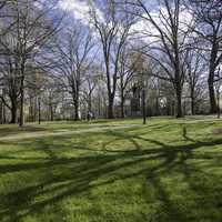 Trees on the main quad of UNC Chapel Hill, North Carolina