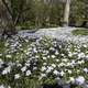 Violet Flowers in the flower field at UNC Chapel Hill, North Carolina