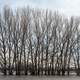 Trees on a flooded river