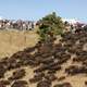 Large Herd of Buffalo down a hill