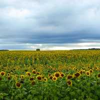 Sunflower field landscape under the cloudy skies