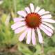 Blooming flower at Theodore Roosevelt National Park, North Dakota