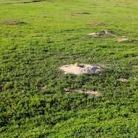 Close-up of prairie dog holes at Theodore Roosevelt National Park, North Dakota