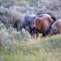 Group of horses out in the wild at Theodore Roosevelt National Park, North Dakota