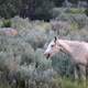 Horse feeding at Theodore Roosevelt National Park, North Dakota