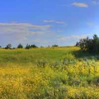 landscape of fields and trees at Theodore Roosevelt National Park, North Dakota