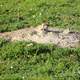 Prairie dog coming out of hole at Theodore Roosevelt National Park, North Dakota