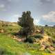 Small Tree in the landscape at Theodore Roosevelt National Park, North Dakota