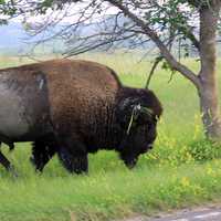 Wild Bison at Theodore Roosevelt National Park, North Dakota