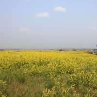 Yellow flowers on the open prairie at Theodore Roosevelt National Park, North Dakota