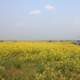 Yellow flowers on the open prairie at Theodore Roosevelt National Park, North Dakota