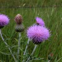 Purple flowers at White Butte, North Dakota