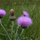 Purple flowers at White Butte, North Dakota