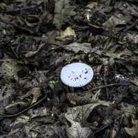 Mushroom in the Debris at Cayuhoga Valley National Park, Ohio