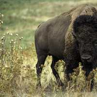 Bison, Oklahoma's State Animal