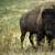 Bison, Oklahoma's State Animal image - Free stock photo - Public Domain