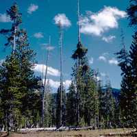 Forest at Crater Lake National Park, Oregon