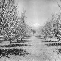 Apple Orchard Blossom with Mount Hood in Oregon