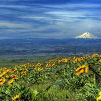 Landscape near Mount Hood, Oregon