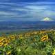 Landscape near Mount Hood, Oregon