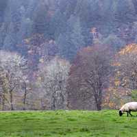 Pasture with sheep eating grass in Oregon