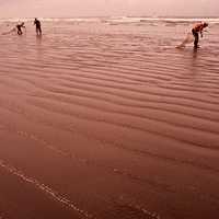 People harvesting razor clams on the beach in Seaside, Oregon, 1972