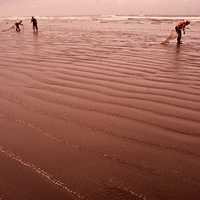 People harvesting razor clams on the beach in Seaside, Oregon, 1972