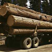 Pine Logs on a truck in Burns, Oregon