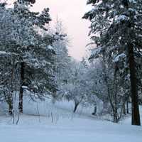 Pine Trees with snow in the winter in Eugene, Oregon