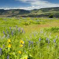 Tom MCall Nature Preserve and field landscape