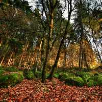 Trees in Forest Park, Portland, Oregon