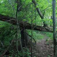 Fallen Tree Gate at Eerie Bluffs State Park, Ohio