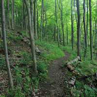 Wooded Walking Path at Eerie Bluffs State Park, Pennsylvania