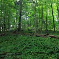 Woods and landscape at Eerie Bluffs State Park, Pennsylvania