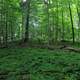 Woods and landscape at Eerie Bluffs State Park, Pennsylvania