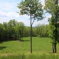 Clearing with Trees in Pennsylvania