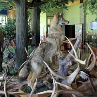 Wolf standing over Elk in Pennsylvania