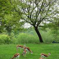 Antelope in the zoo in Pittsburgh, Pennsylvania