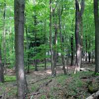 Forest from a high vantage point in Promised Land Pennsylvania