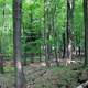 Forest from a high vantage point in Promised Land Pennsylvania