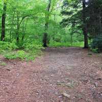 Hiking Trail at Promised Land State Park, Pennsylvania