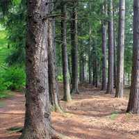 Tree corridor at Promised Land State Park, Pennsylvania