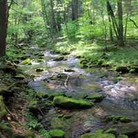 Rushing Stream at Sinnemahoning State Park, Pennsylvania
