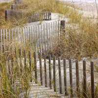 Sand and Dunes at Charleston, South Carolina